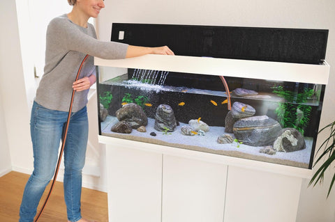 Wie oft sollte man beim Aquarium Wasser wechseln?