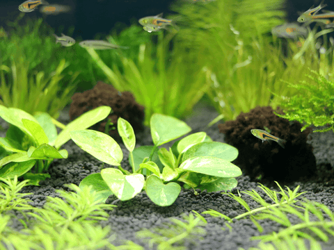Die richtige Wahl fĂĽr den Aquariumboden: Kies, Sand oder Soil?