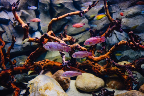 Wie erkenne ich, dass sich meine Aquariumfische wohlfühlen?