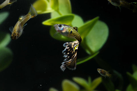 Portrait über Poecilia reticulata