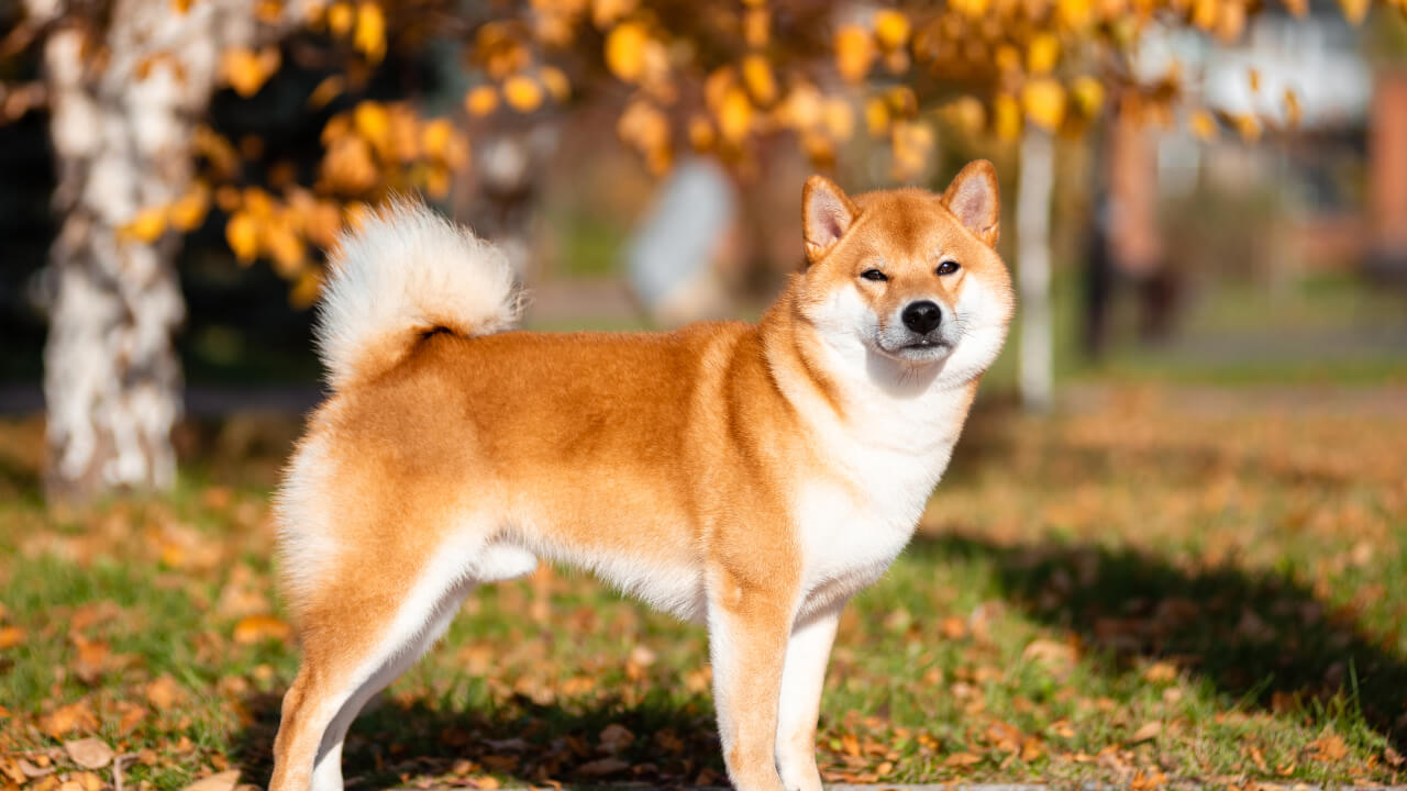 Shiba Inu dog breed in portrait