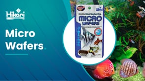 Hikari Micro Wafers