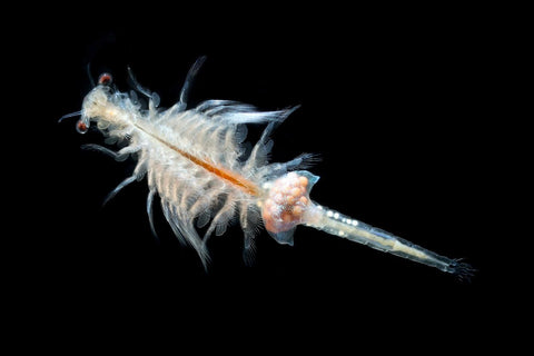 Artemia Nauplien füttern mit Hobby Liquidzell