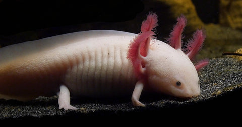 Häufige Fehler bei der Axolotl Haltung