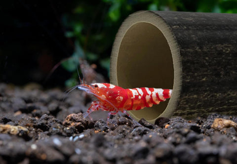 Die Schönheit und Funktionalität von Bambusröhrchen fürs Aquarium