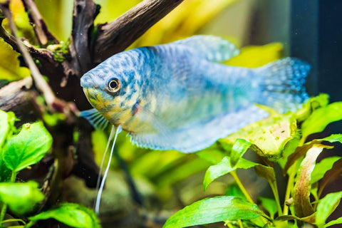 Blauer Fadenfisch im Aquarium