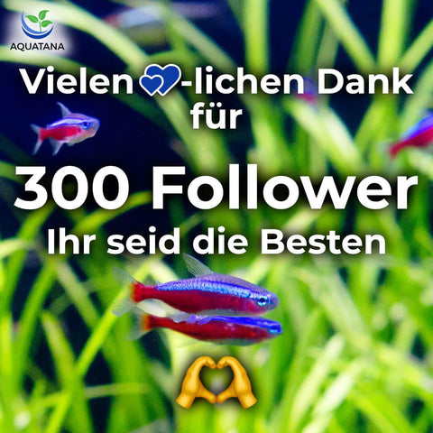 Vielen Dank für 300 Follower auf Instagram