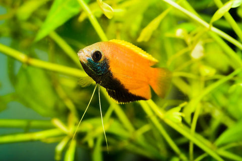 Der Honiggurami im Aquarium