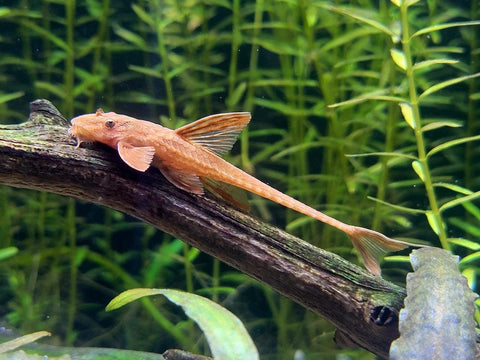 Roter Hexenwels - Rineloricaria sp.