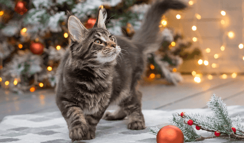 Ein herzliches Dankeschön und besinnliche Festtage von eurem AQUATANA Team