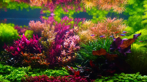 Algenbekämpfung zur Pflanzenpflege von Aquarienpflanzen im Aquarium