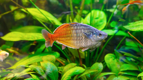 Versteinertes Laub - Aquarium Steine für Aquarien