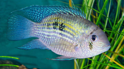 Messersteine zur Einrichtung & Dekoration von Aquarien