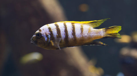 Regenbogenschiefer - Aquarium Steine für Aquarien