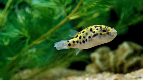 Streifenburgunder Steine zur Einrichtung & Dekoration von Aquarien