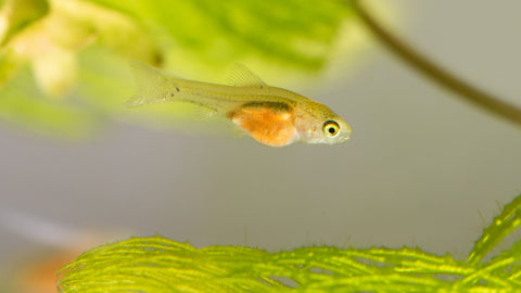 Artemia / Artemiafutter - Fischfutter zur Aufzucht von Fischbrut im Aquarium