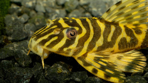 Artenfutter - Fischfutter für ausgewählte Arten im Aquarium