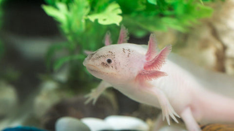 Axolotl-Futter - Futter für Axolotl kaufen