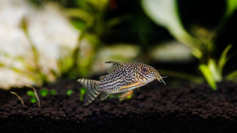 Aquarium Bodengrundreinigung - Zubehör zur Reinigung des Bodengrunds im Aquarium