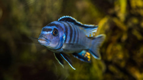 Chips & Wafers als Fischfutter für Aquarium Fische