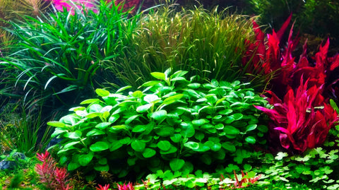 CO2 Düngung für Aquarienpflanzen als Pflanzenpflege im Aquarium