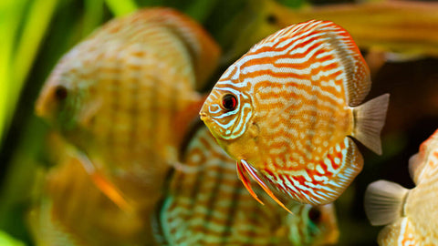 Diskus-Futter - Fischfutter als Futter für Diskusfische im Aquarium
