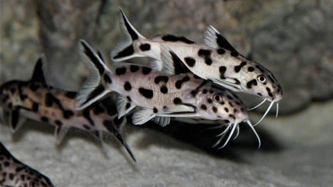 Fangnetze - Netze als Fischnetze zum Fangen von Fischen & Garnelen im Aquarium