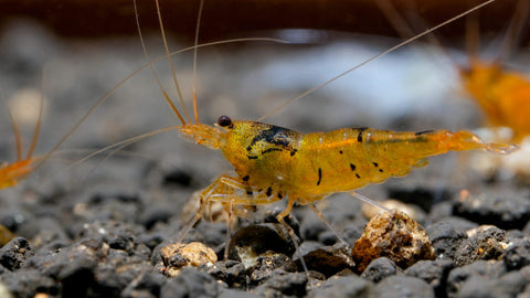 Futterhilfen für Garnelenfutter zur Fütterung von Garnelen / Zwerggarnelen im Aquarium