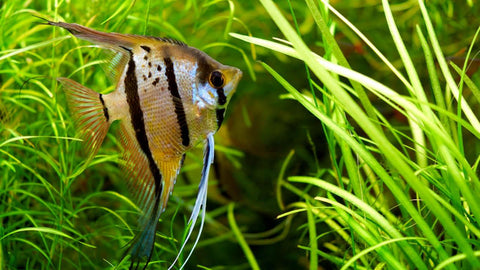 Futterzubehör - Zubehör zur Fütterung von Fischen & Garnelen im Aquarium