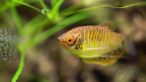 Naturprodukte zur Wasserpflege von Aquariumwasser in Aquarien