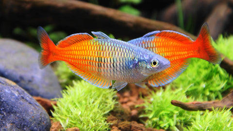 Tiefpreise Aquaristik Shop