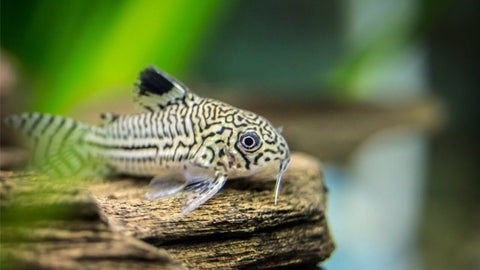 Panzerwels-Futter - Fischfutter als Futter für Panzerwelse im Aquarium