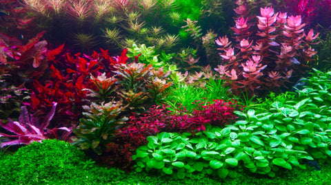 Pflanzendünger für Aquarienpflanzen zur Pflanzenpflege im Aquarium