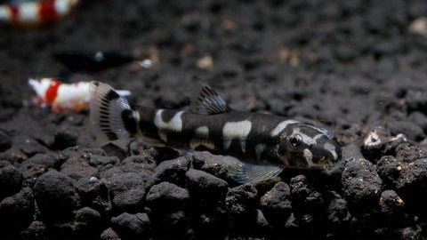 Scheibenreinigung im Aquarium – AQUATANA