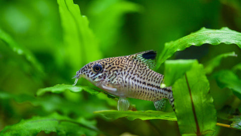 Spezialfutter - Spezielles Fischfutter für Fische im Aquarium