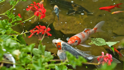 Teichfisch Naturfutter