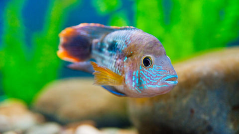 Transport - Zubehör für den Transport Fischen, Garnelen, Schnecken & Aquarienpflanzen