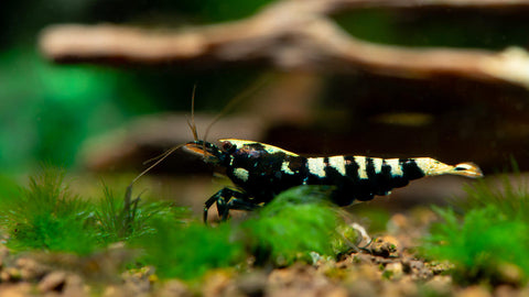 Vitamine & Mineralien als Ergänzung zum Garnelenfutter für Garnelen / Zwerggarnelen im Aquarium