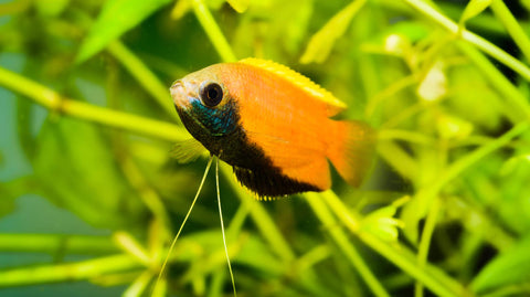 Vitamine & Spurenelemente zur Wasserpflege von Aquariumwasser im Aquarium