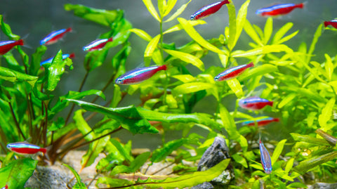 Wasseraufbereiter zur Wasserpflege von Aquariumwasser im Aquarium