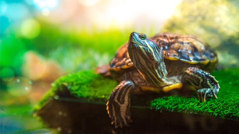 Wasserschildkröten-Futter - Futter für Wasserschildkröten im Aquarium