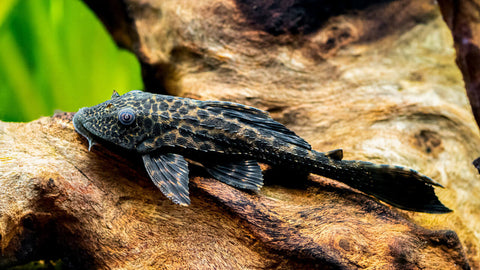 Welsfutter - Fischfutter für Welse im Aquarium