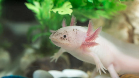 Axolotl-Futter