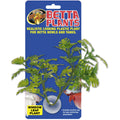 Betta Plants™ – Window Leaf