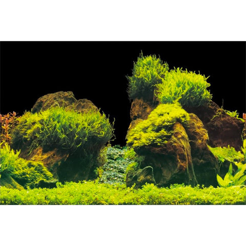 Aqua Nova Hintergrund Rock - Plants