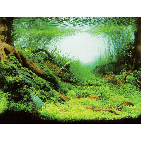 Aqua Nova Hintergrund Plants - Ocean