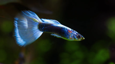 Guppy Futter für Guppys im Aquarium