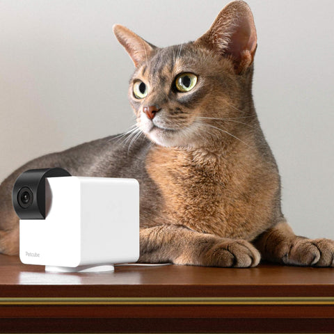 Petcube Haustierkamera 360 Cam