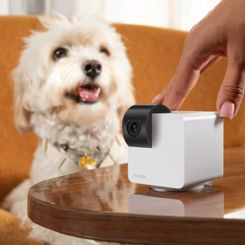 Petcube Haustierkamera 360 Cam