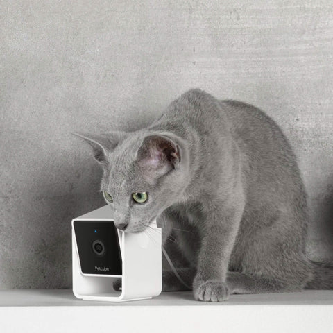 Petcube Haustierkamera Pet Cube